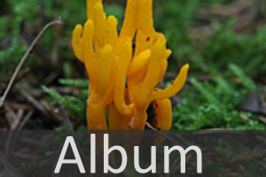 Gallerttränenpilze (Dacrymycetales)